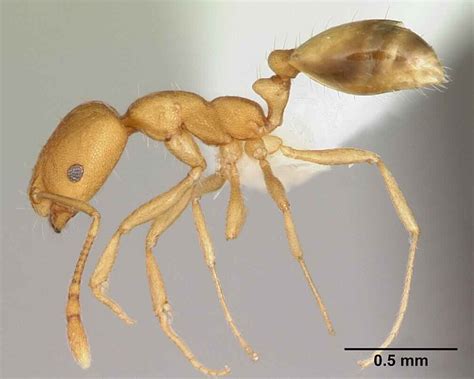 Pharaoh ant. Things To Know About Pharaoh ant. 